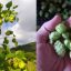 Technology boosts hop production in Brazil and paves way for new bioproducts