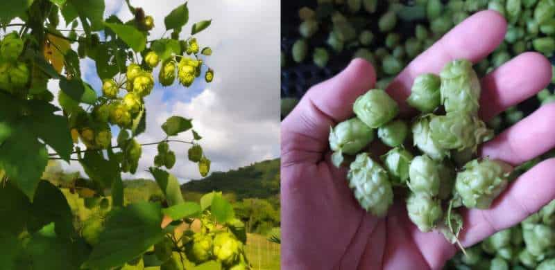 Technology boosts hop production in Brazil and paves way for new bioproducts