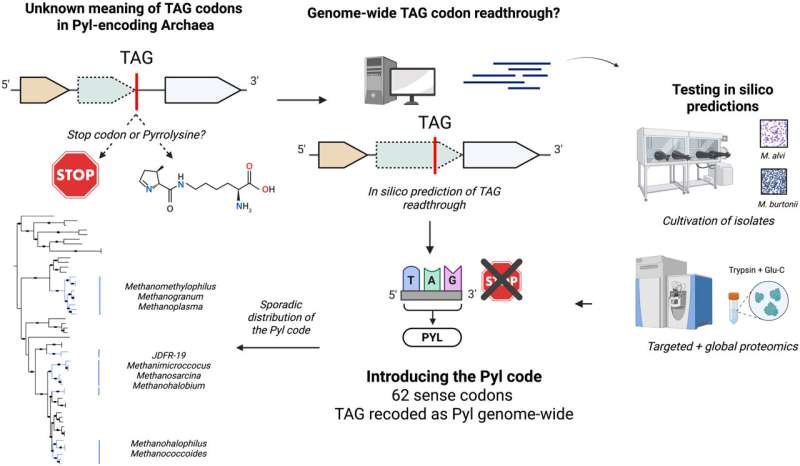 Uncovering a new genetic code in archaea opens doors for bioengineering applications