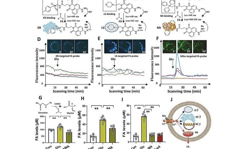 A stress-related chemical could initiate symptoms of depression