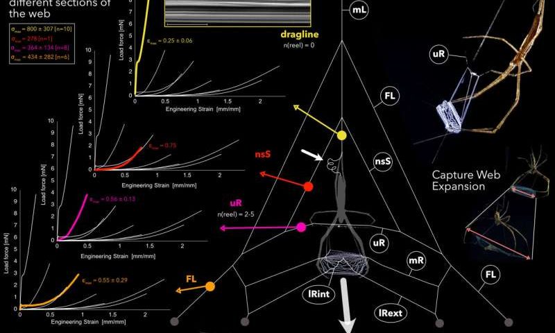 Net-casting spiders’ adjustable silk stiffness point to tunable fiber design