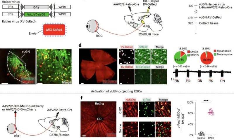 Bright light suppresses eating and weight gain in mice
