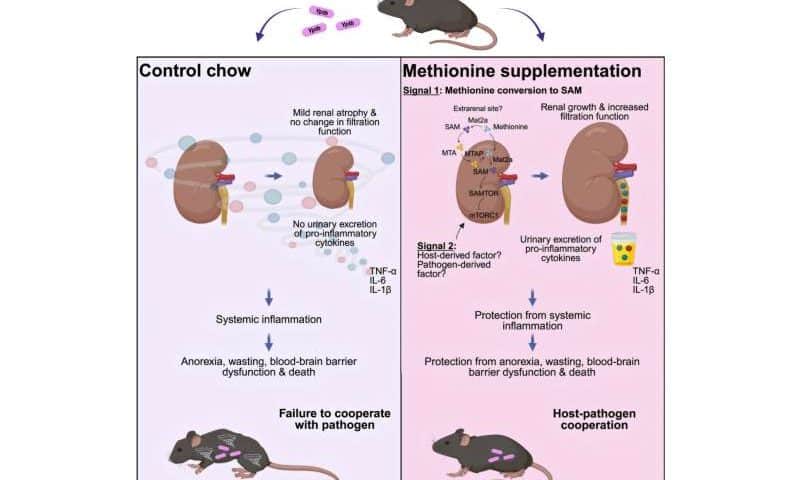 Dietary supplement may protect against inflammation-related injury and death by enhancing kidney function