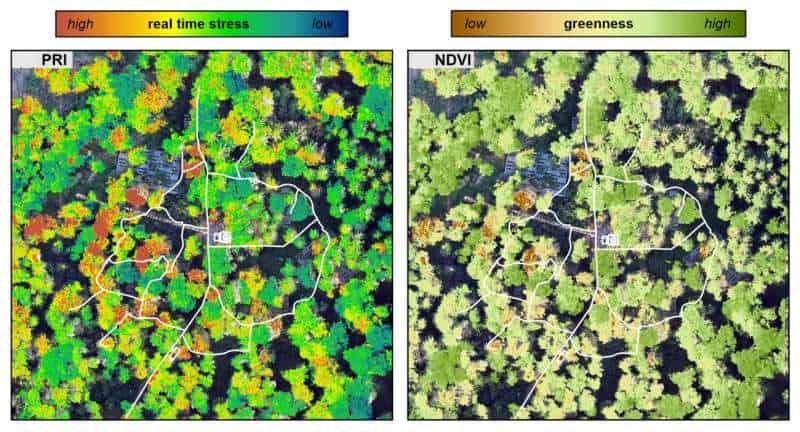 Detecting drought stress in trees from the air