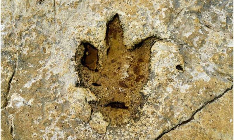 Identifying dinosaurs from their footprints is difficult, but AI can help