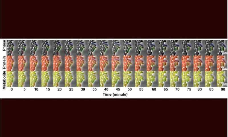 Exploring metabolic noise opens new paths to better biomanufacturing