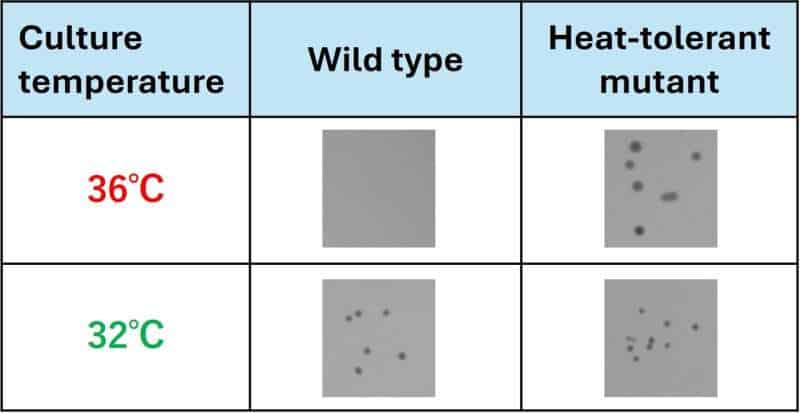 Gamma rays quickly toughen nitrogen‑fixing bacteria