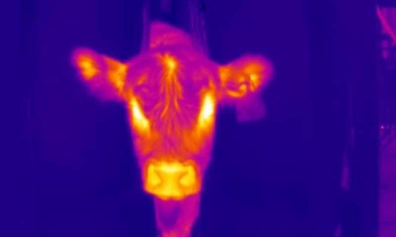 AI tool can take a cattle’s temperature with only a photo