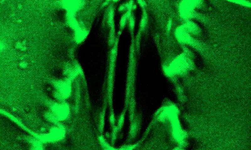 ‘Stomata in-Sight’ system allows scientists to watch plants ‘breathe’ in real-time