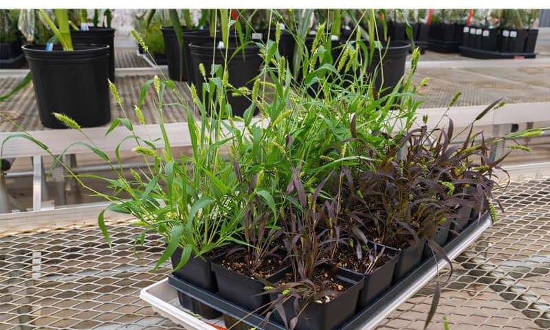 New tools turn grain crops into living biosensors