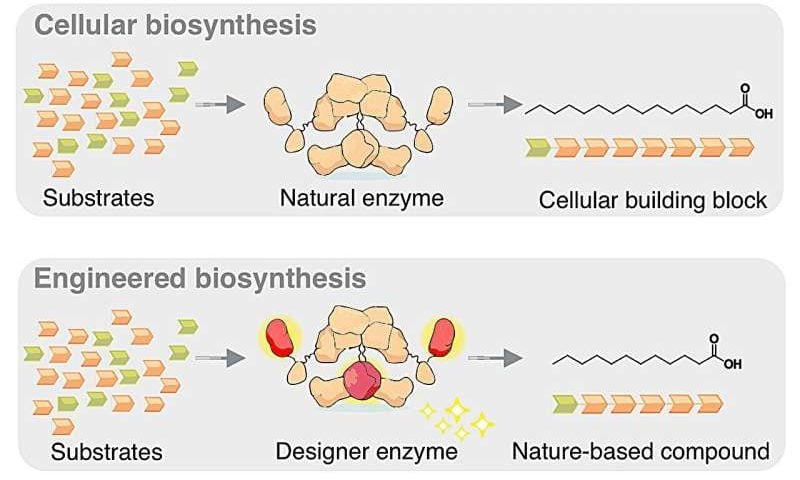 Designer enzyme enables yeast to produce custom fatty acids, reducing need for palm oil