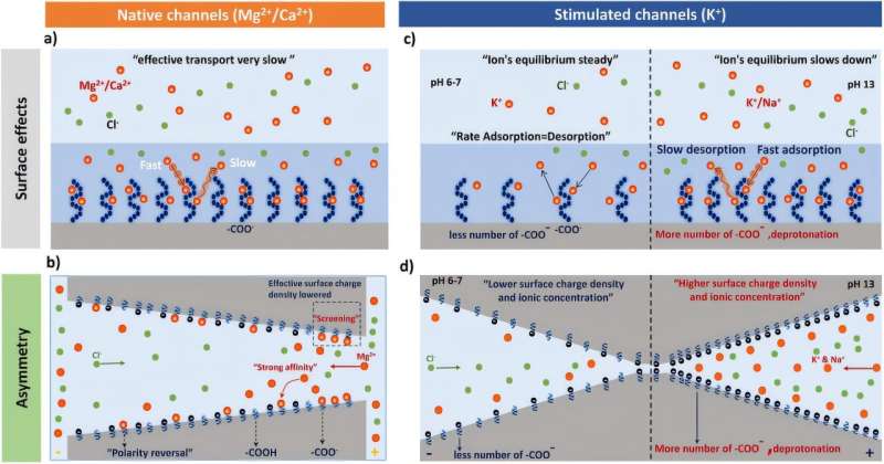 Bio-inspired nanochannels provide experimental evidence for uncovering brain memory mechanisms