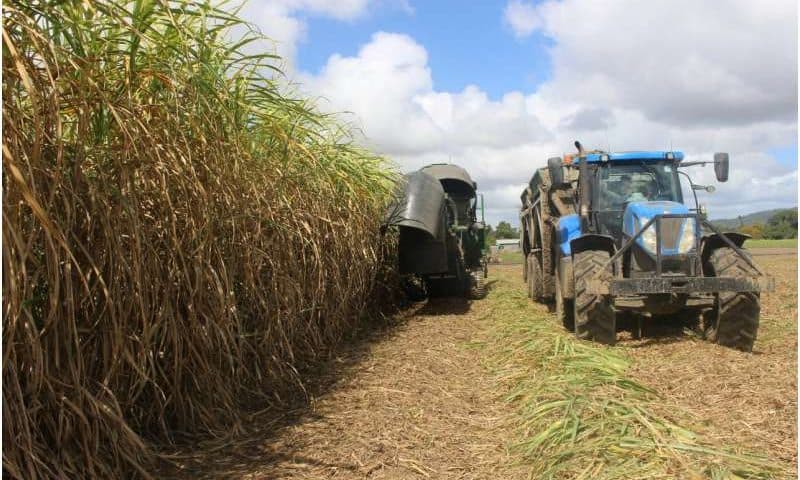 Sugarcane hits the sweet spot for sustainable carbon