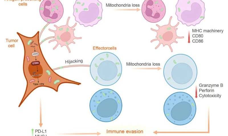 Tumor cells steal immune mitochondria to aid lymph node spread