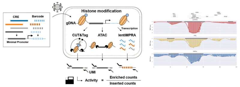 A new method to decode how DNA ‘switches’ control gene activity