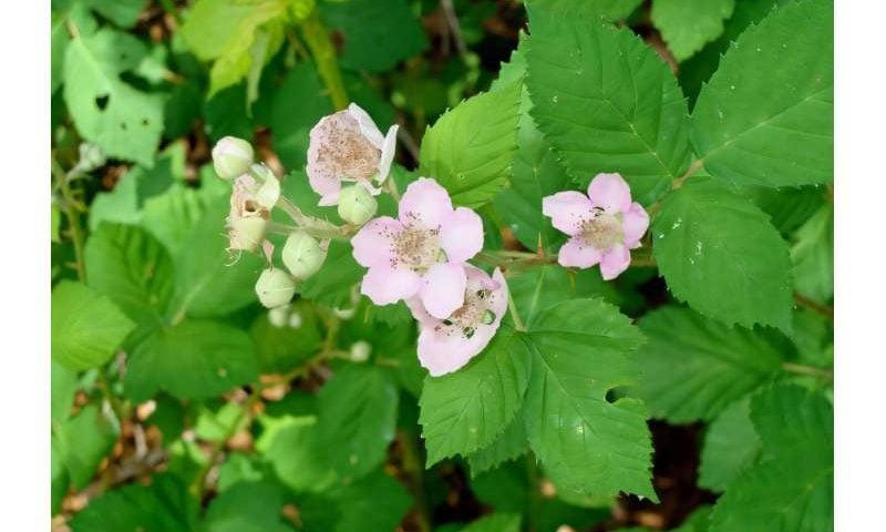 Drones can offer a faster, more precise way to measure blackberry flowering