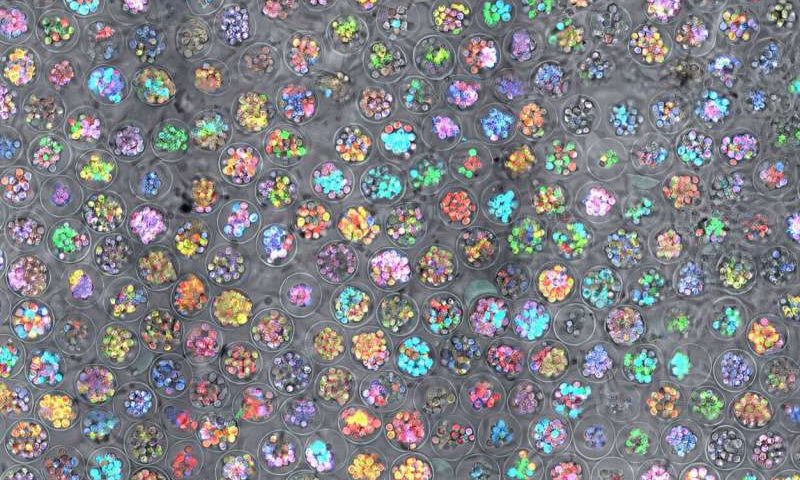 AI foundation model aims to make stem cell therapies more predictable