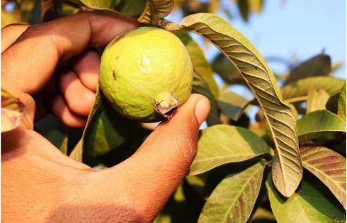 Modulated UV-C light increases the shelf life of guavas, study shows