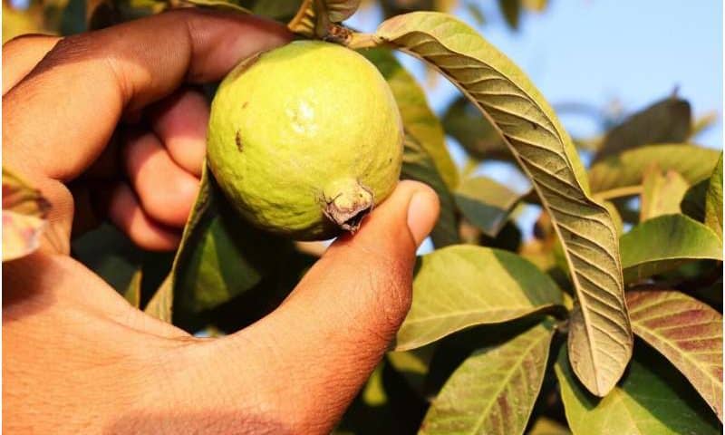 Modulated UV-C light increases the shelf life of guavas, study shows