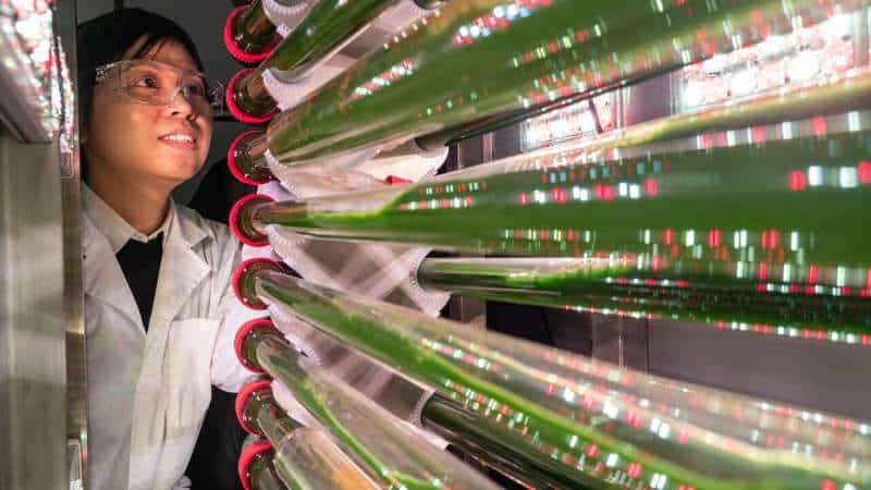 Lab-grown algae remove microplastics from water