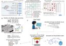 Automating microfluidic chip design: Hybrid approach combines machine learning with fluid mechanics
