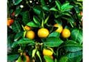 The pros and cons of pesticides and fertilizers in real-world mandarin orange farms