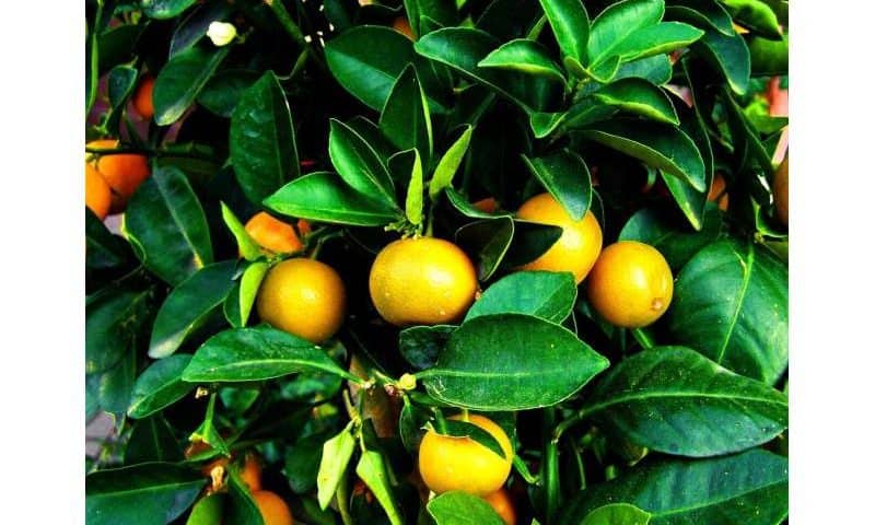 The pros and cons of pesticides and fertilizers in real-world mandarin orange farms