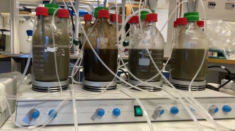 Can Baltic Sea pollution cut fertilizer imports? A lab method suggests a path