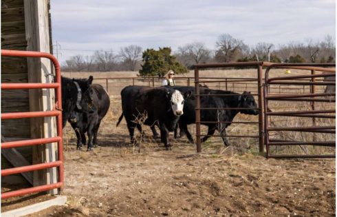 No fences needed: GPS collars show ‘virtual fencing’ is next frontier of livestock grazing