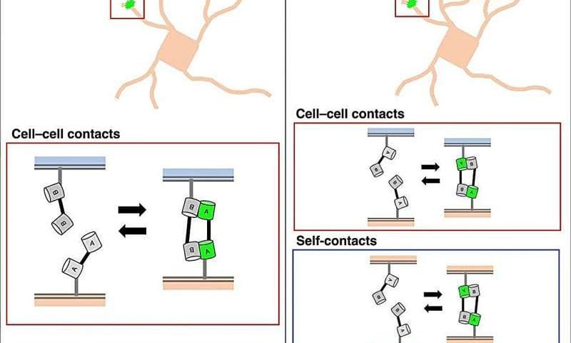 Real-time imaging captures contact between cells and between a single neuron’s extensions