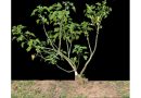 Researchers identify key gene for enhancing oil yield and quality in Jatropha