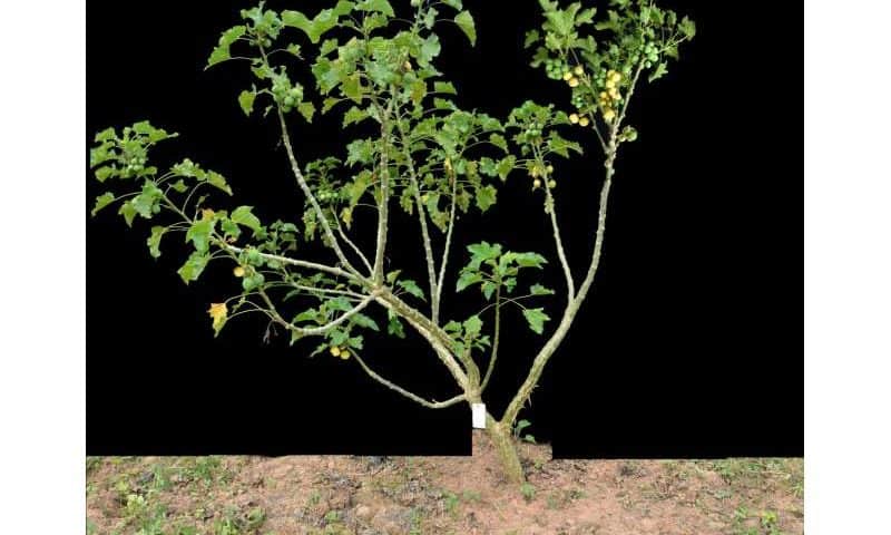 Researchers identify key gene for enhancing oil yield and quality in Jatropha