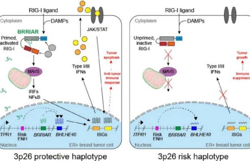 RNA molecule discovery could lead to potential new breast cancer therapy