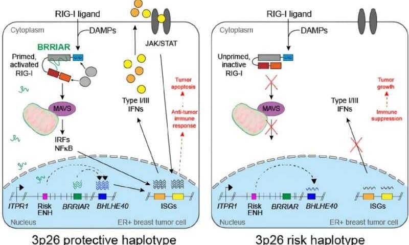 RNA molecule discovery could lead to potential new breast cancer therapy