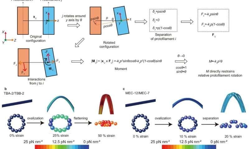 Force-induced inter-protofilament gaps can pave the way for life in microtubule research