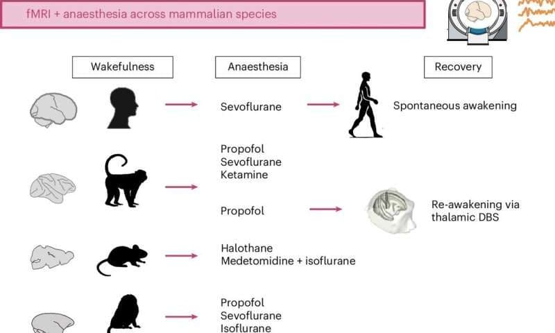 Stimulating the central thalamus during anesthesia sheds light on neural basis of consciousness