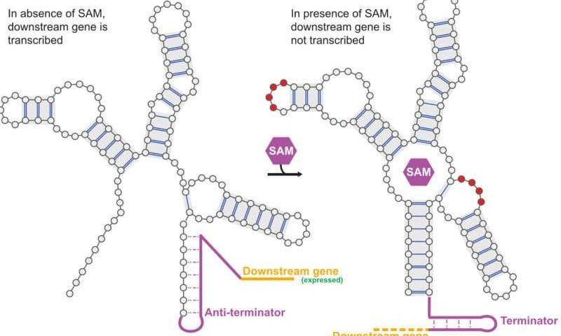 Teaching machines to design molecular switches