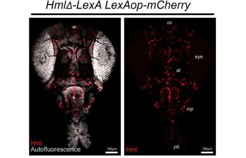 The cells that never sleep: How slumber lets neurons clean up and stay healthy
