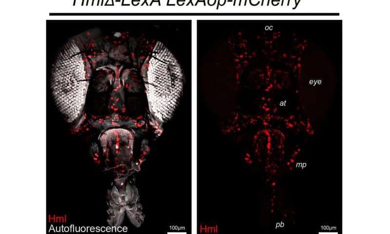 The cells that never sleep: How slumber lets neurons clean up and stay healthy