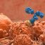 Cell Surface “Flag” Identified as Potential Cancer Target for Antibody Therapeutics