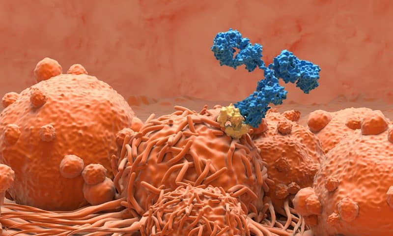 Cell Surface “Flag” Identified as Potential Cancer Target for Antibody Therapeutics