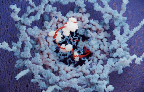 Therapeutic mRNA Reverses Genetic Infertility in Male Mouse Model