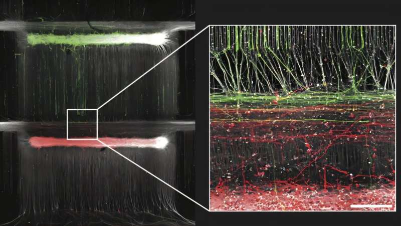 Bioengineered neuronal ‘circuit board’ mimics conditions of the human brain