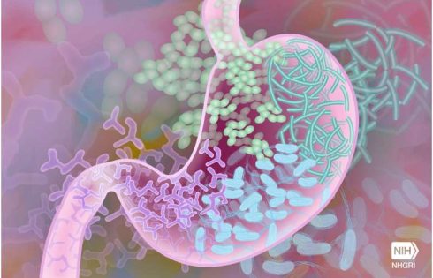 Boosting good gut bacteria population through targeted interventions may slow cognitive decline
