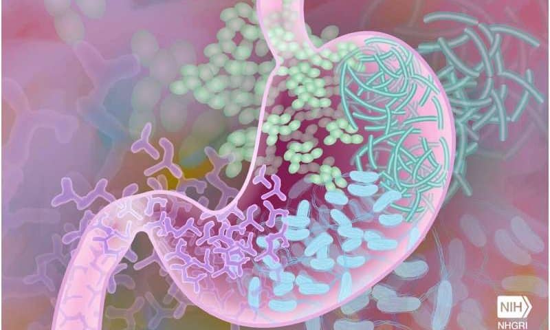 Boosting good gut bacteria population through targeted interventions may slow cognitive decline