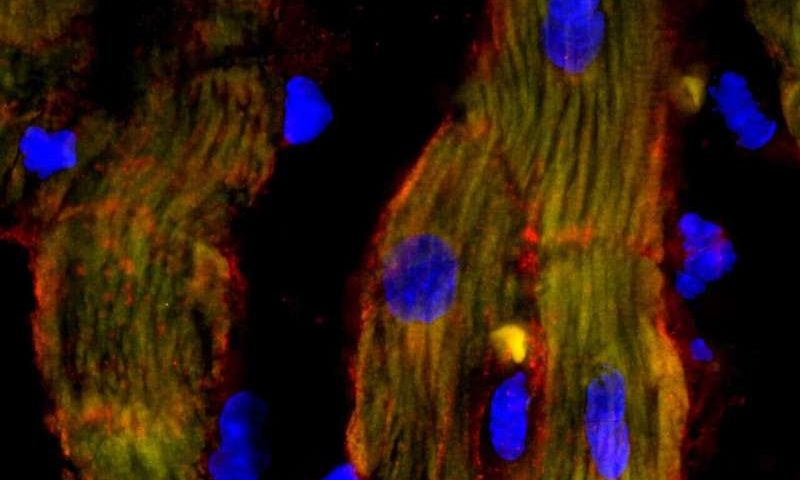 CRISPR-based technique unlocks healing power of mitochondria for heart failure therapy