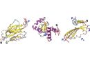 Designing proteins by their motion, not just their shape