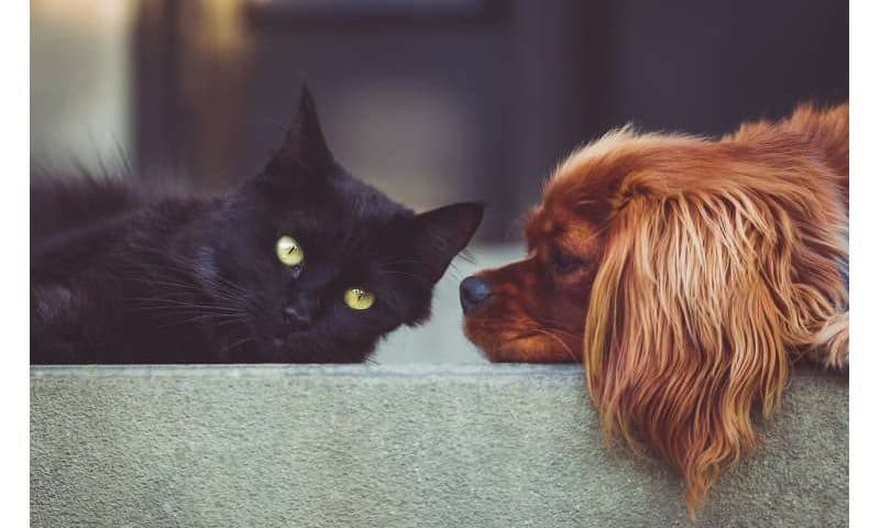 Researchers create world’s largest dog and cat tumor database