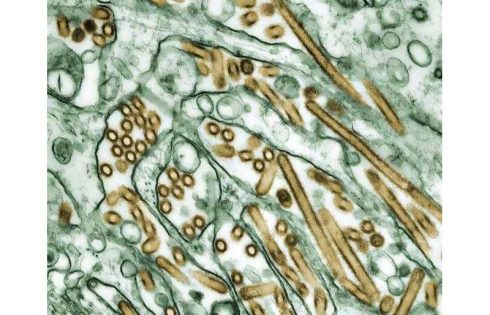 How to contain avian flu H5N1 if human-to-human spread begins