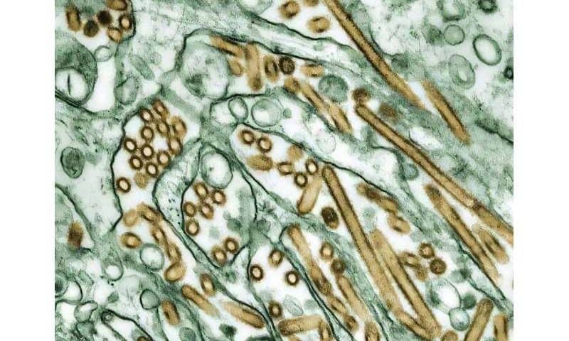 How to contain avian flu H5N1 if human-to-human spread begins